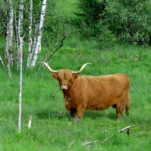 Scottish highland cattle